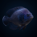 Midnight (Nox) Dwarf Angelfish