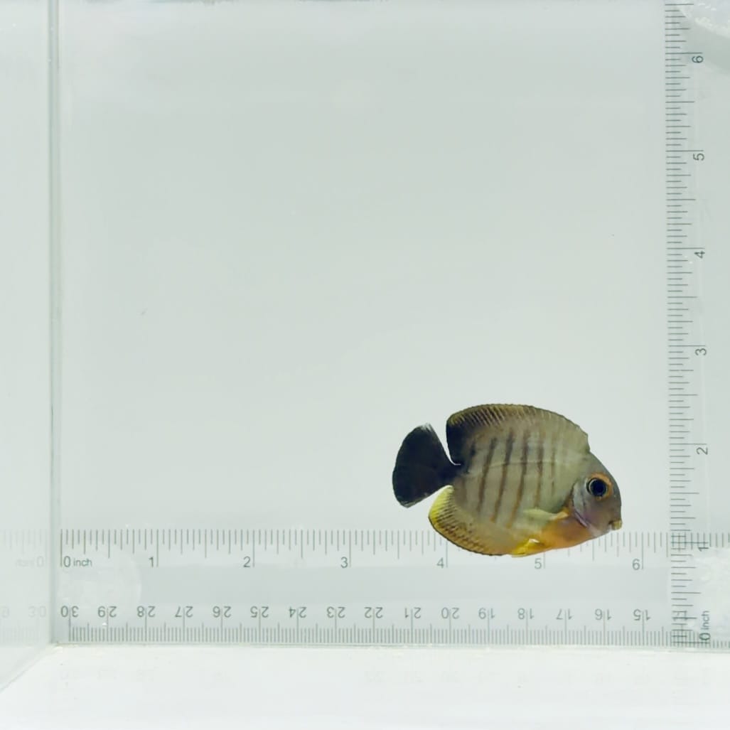 Mimic Eibli Tang