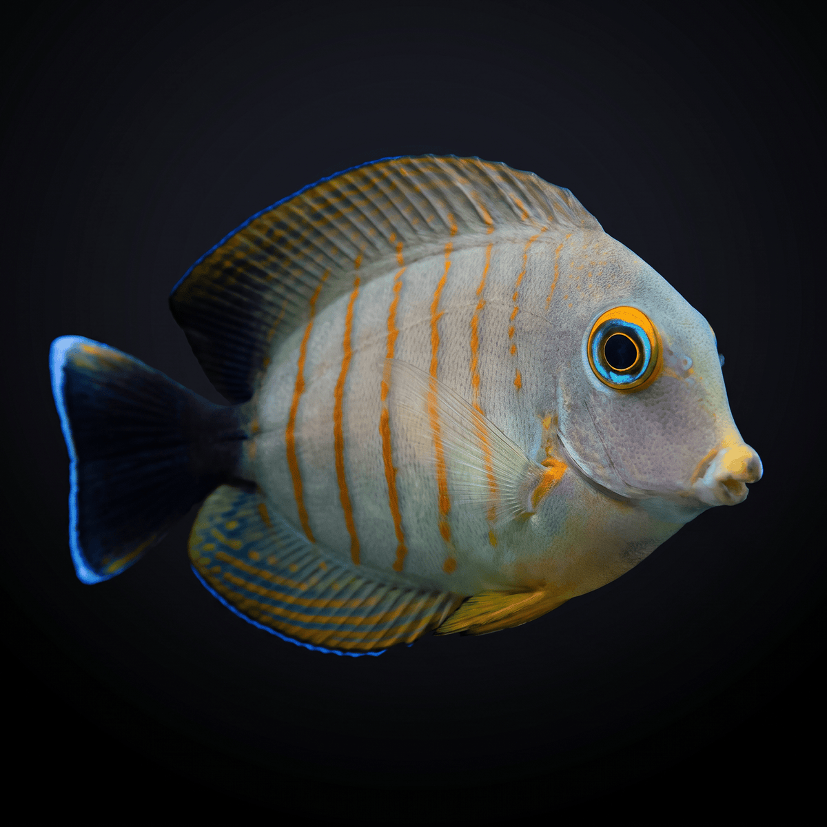 Mimic Eibli Tang