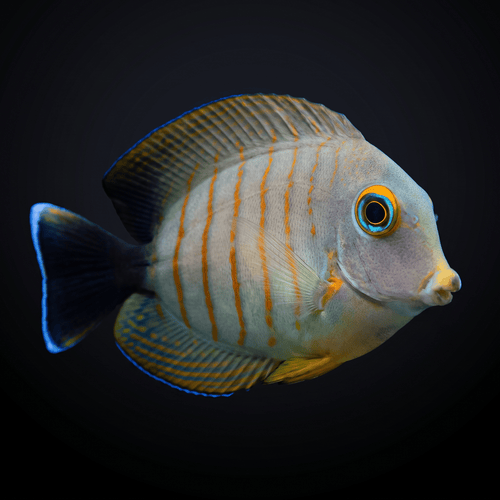 Mimic Eibli Tang