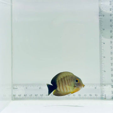 Mimic Eibli Tang Fish