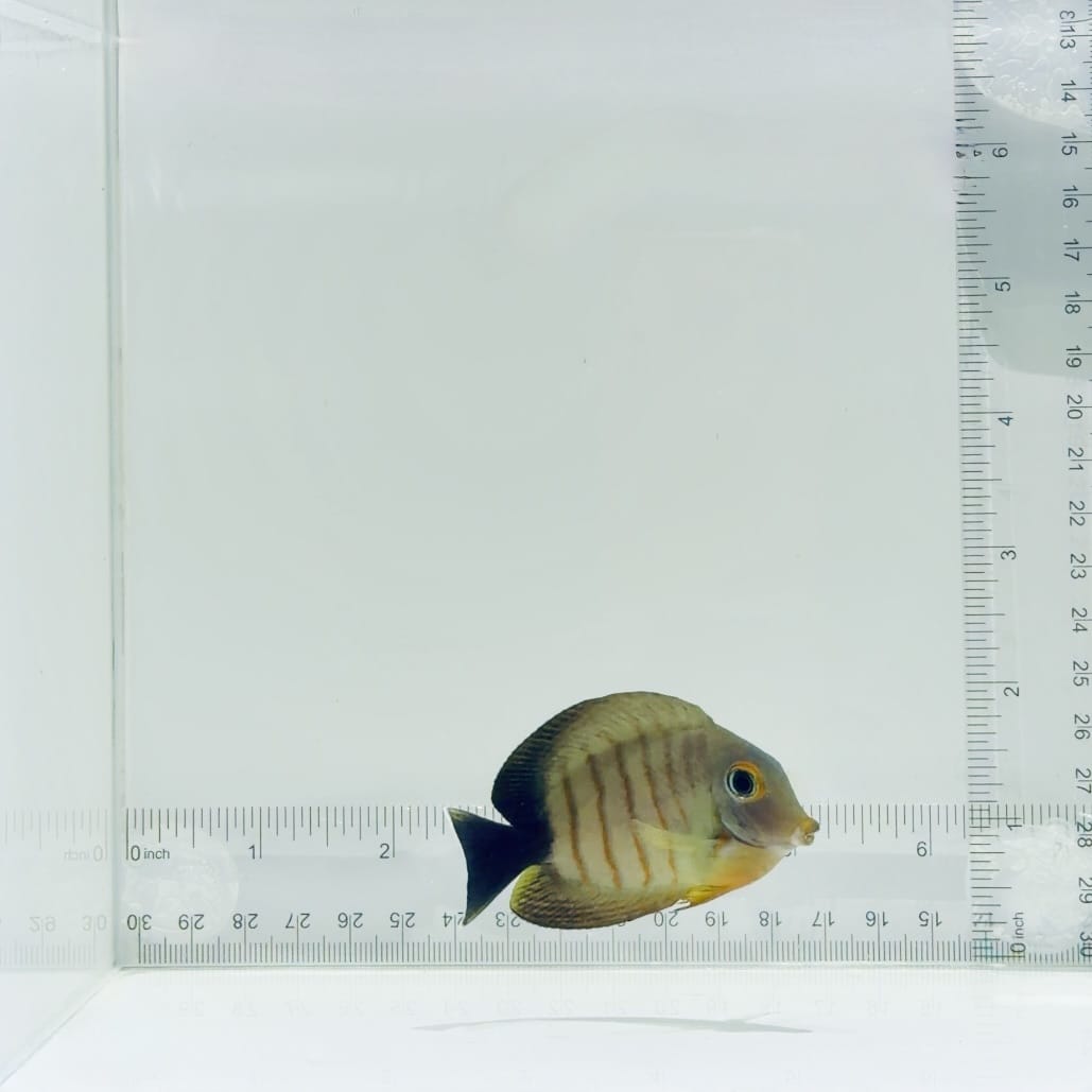 Mimic Eibli Tang Fish