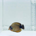 Mimic Eibli Tang Fish