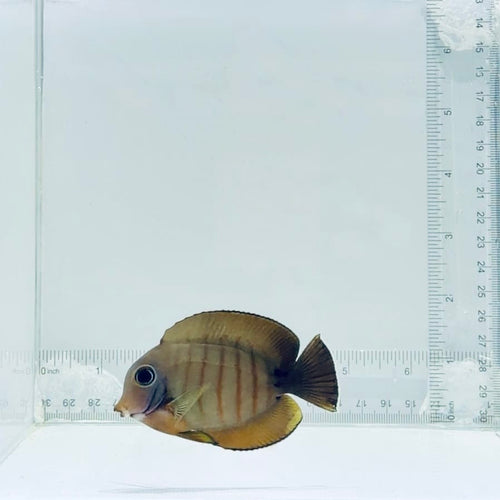 Mimic Eibli Tang Fish
