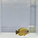 Mimic Eibli Tang Fish - Acanthurus tristis