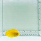 Mimic Lemonpeel Tang