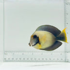 Mimic Lemonpeel Tang