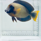 Mimic Lemonpeel Tang Fish – Acanthurus pyroferus