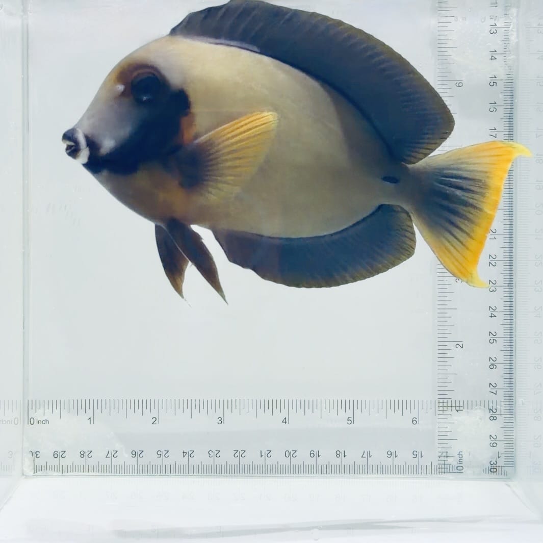 Mimic Lemonpeel Tang Fish – Acanthurus pyroferus