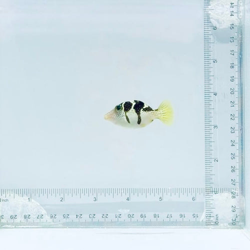 Mimic Saddle Puffer Filefish