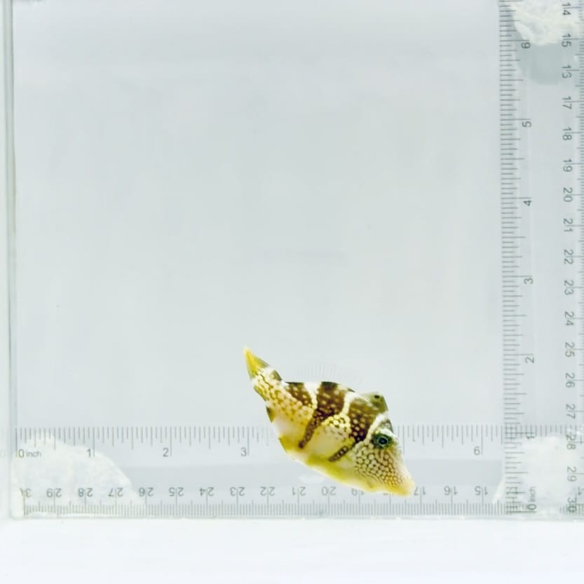 Mimic Saddle Puffer Filefish
