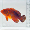 Miniatus Grouper Fish