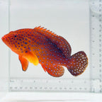 Miniatus Grouper Fish