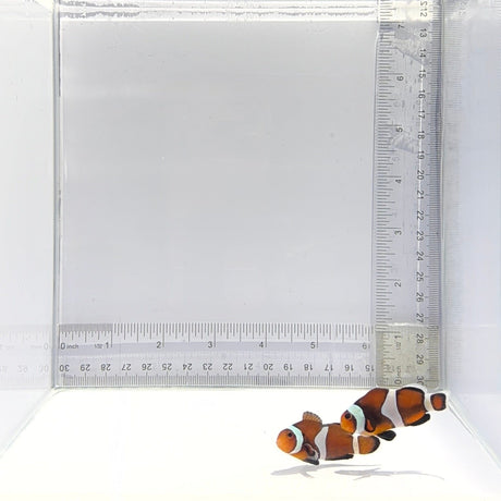 Mocha Clownfish Pair – Amphiprion ocellaris