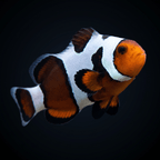 Mocha Gladiator Clownfish