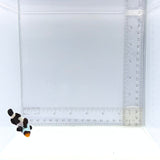 Mocha Gladiator Clownfish — Amphiprion ocellaris