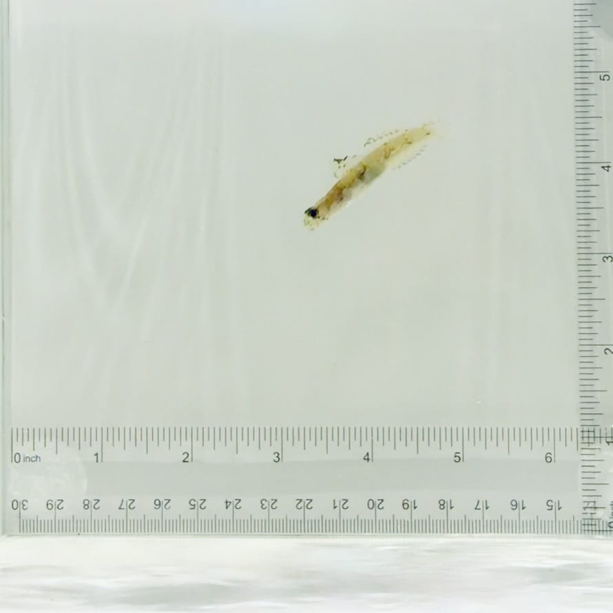 Monster Shrimp Goby