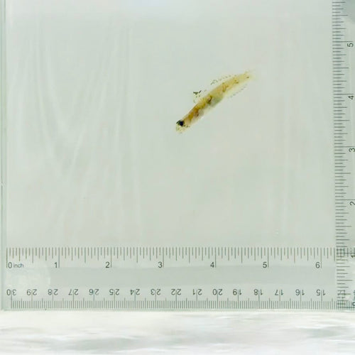 Monster Shrimp Goby