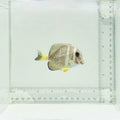 Mustard Guttatus Tang