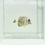 Mustard Guttatus Tang