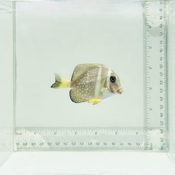 Mustard Guttatus Tang