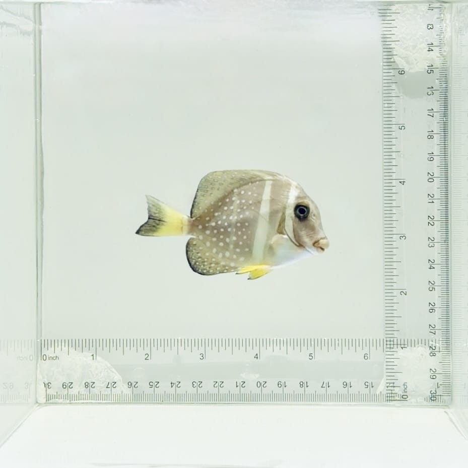 Mustard Guttatus Tang