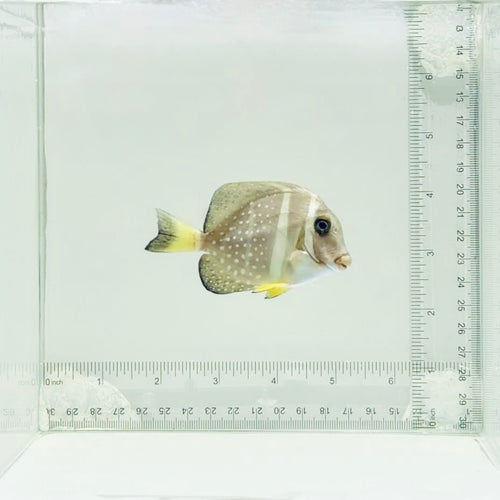 Mustard Guttatus Tang