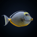 Naso Tang