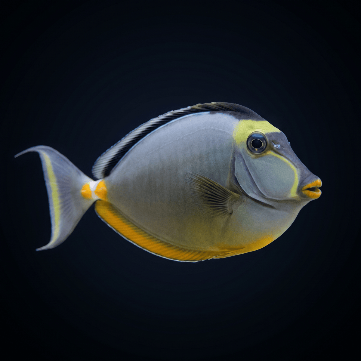 Naso Tang