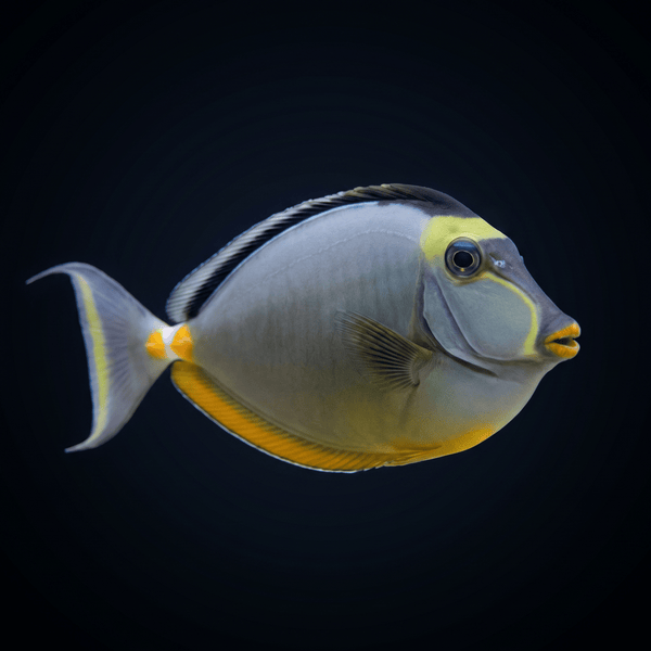 Naso Tang