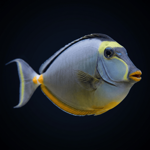 Naso Tang - Male
