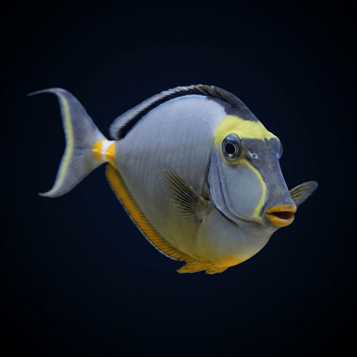 Naso Tang - Palau