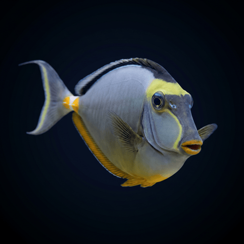 Naso Tang - Palau