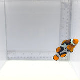 Nebula Picasso Clownfish — Amphiprion percula
