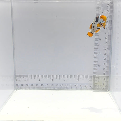 Nebula Picasso Clownfish — Amphiprion percula