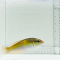 Neon Wrasse