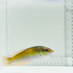 Neon Wrasse