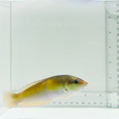Neon Wrasse