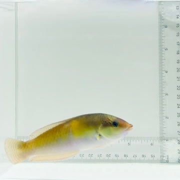 Neon Wrasse