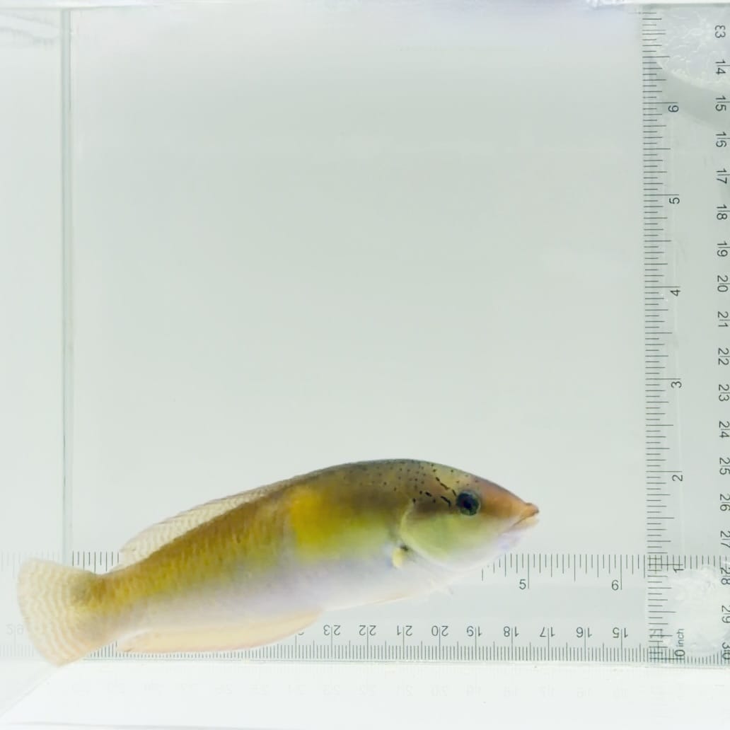 Neon Wrasse