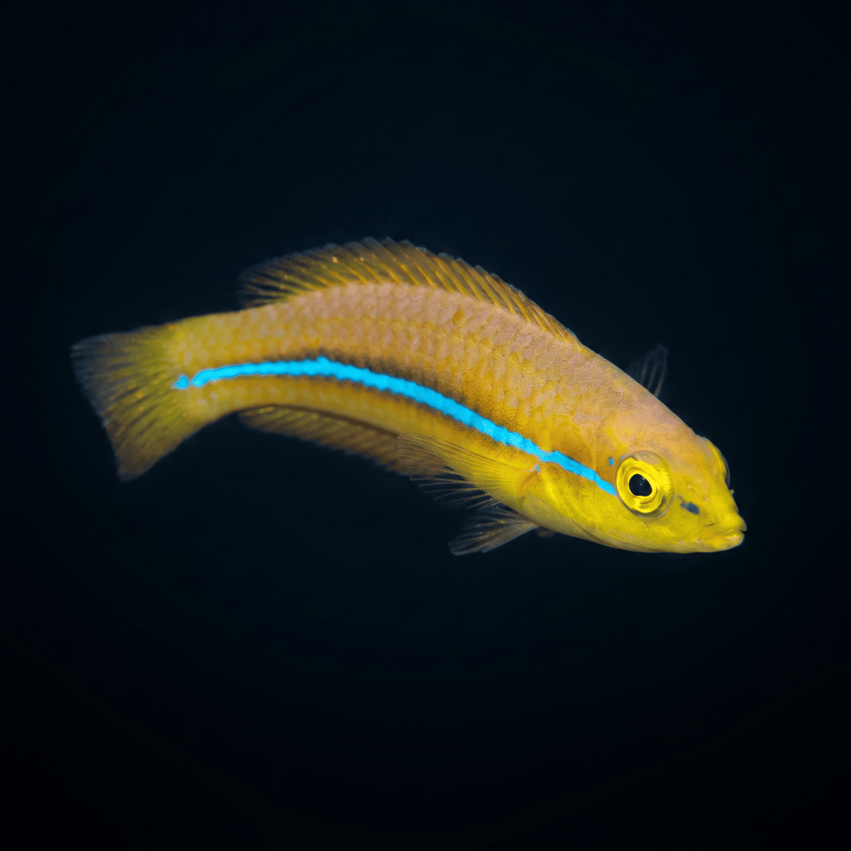 Neon Wrasse - Juvenile