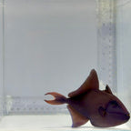 Niger Triggerfish