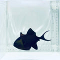 Niger Triggerfish