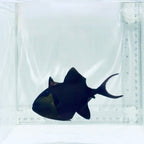 Niger Triggerfish