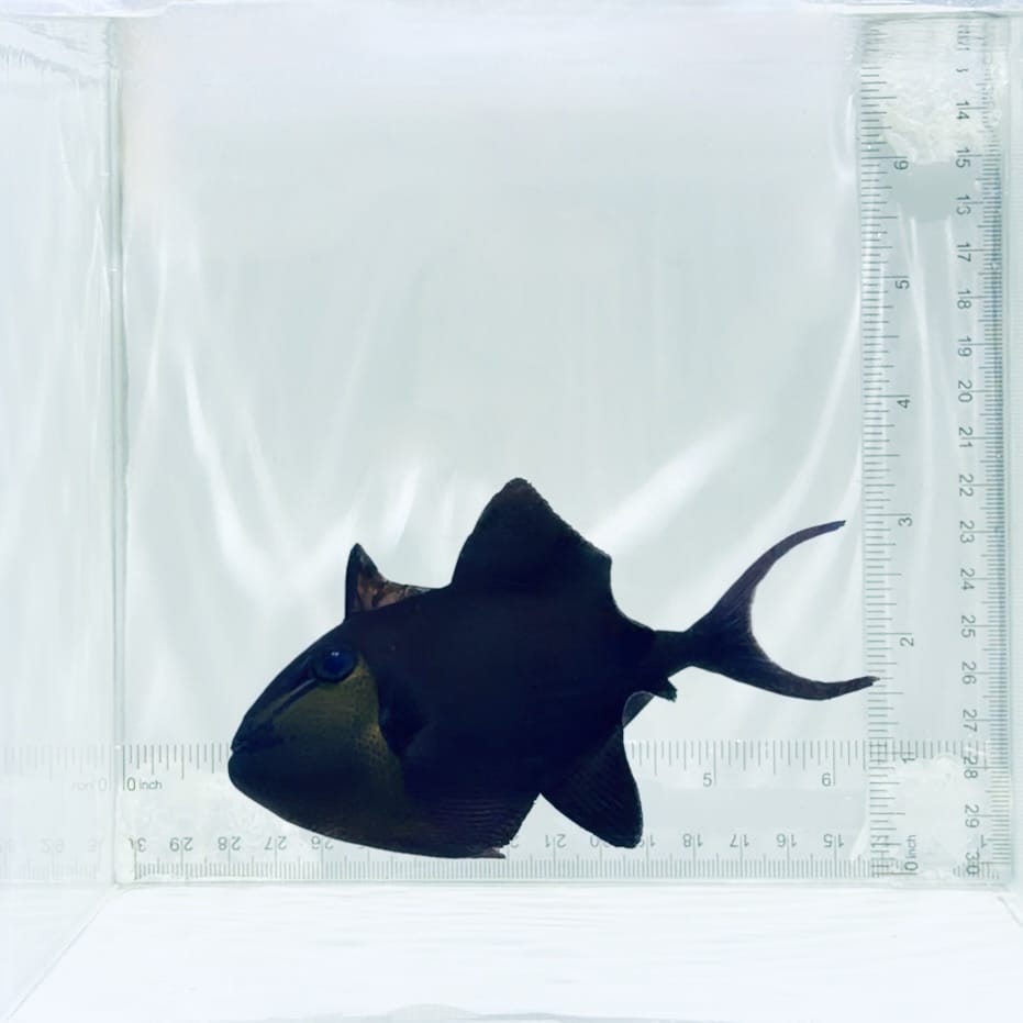 Niger Triggerfish