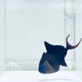 Niger Triggerfish
