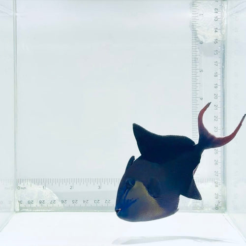 Niger Triggerfish