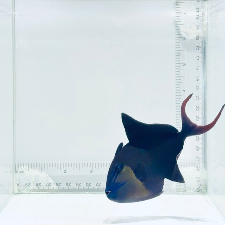 Niger Triggerfish