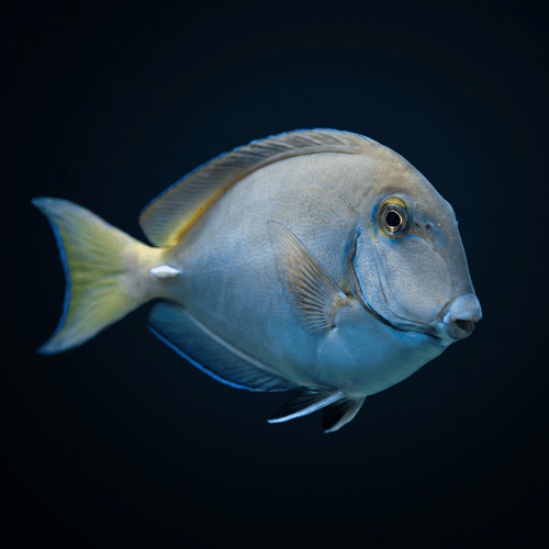 Ocean Surgeonfish - Atlantic