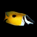 One Spot Foxface - Siganus unimaculatus